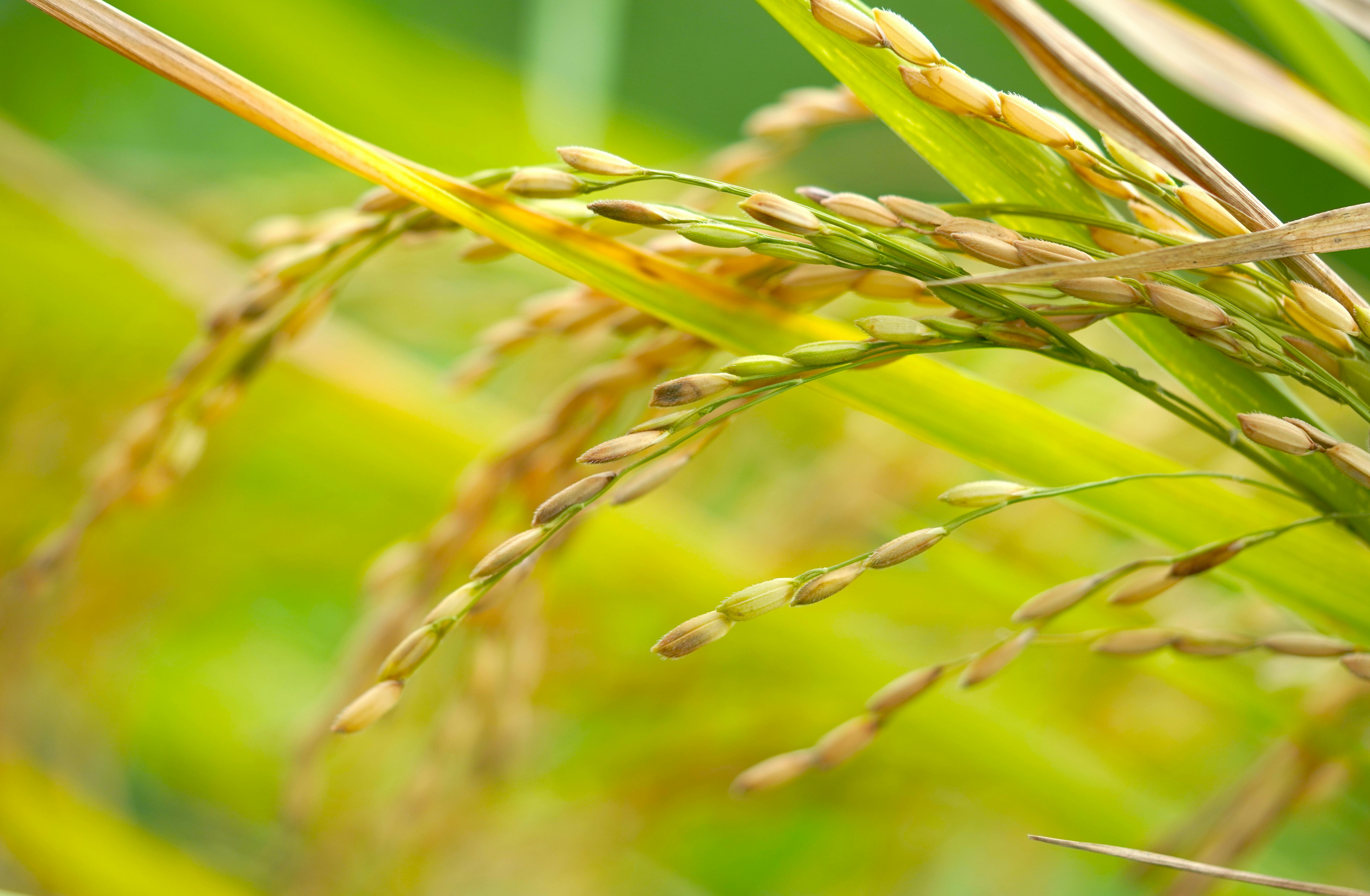 AGRO